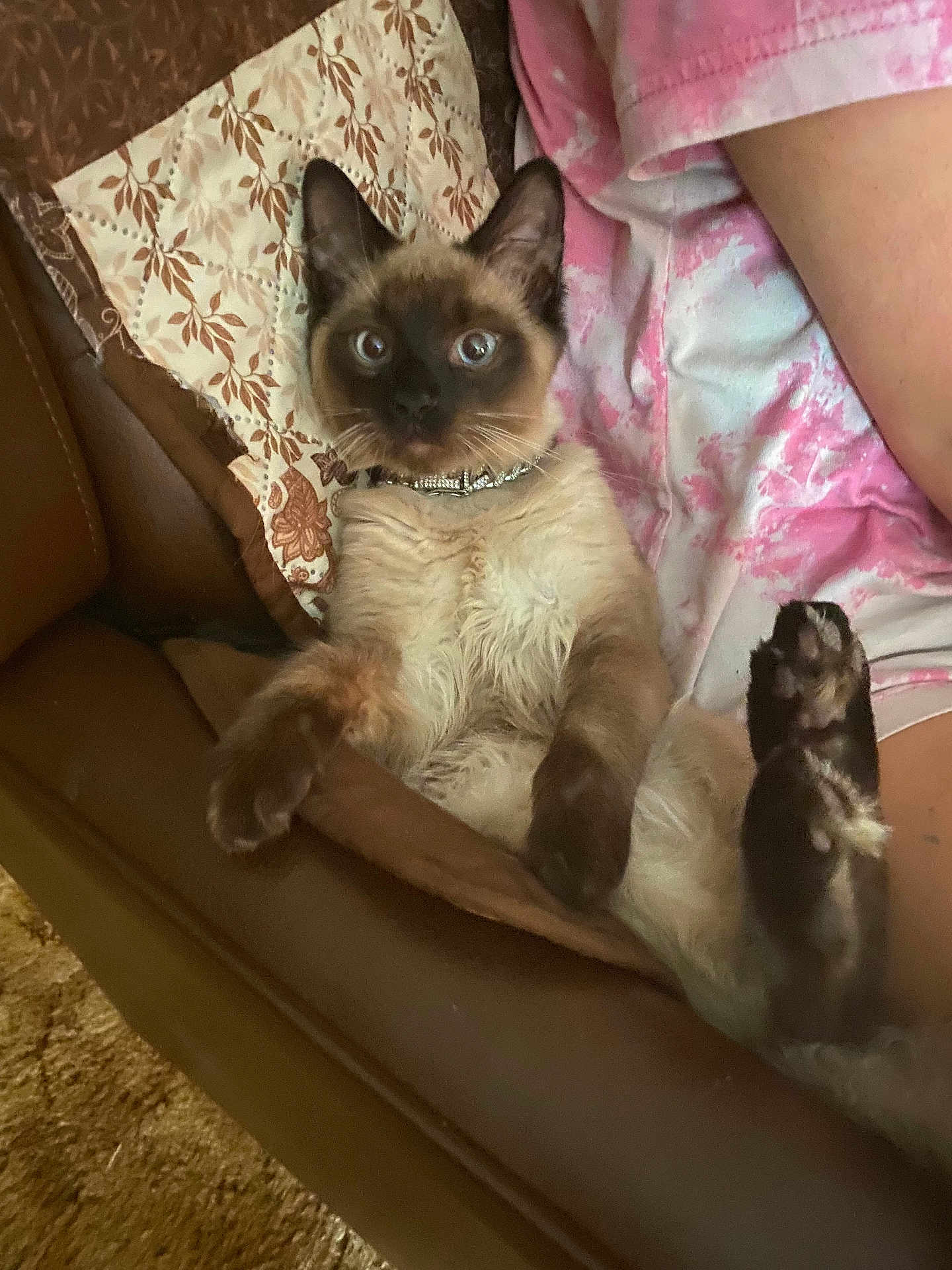 Cracka is registered to the contest to win money with this photo: siamese_cat, cat, pet, animal, feline, indoor, couch, leather, person, pink_shirt, tie_dye, paw, fur, whiskers, eyes, relaxed, lounge, home, carpet, collar