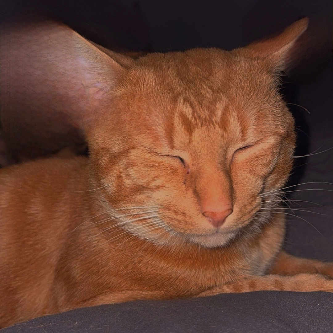 Kayou participe au concours pour gagner de l'argent avec cette photo : animal, cat, closeup, cute, domestic_cat, ears, face, feline, fur, indoor, mammal, orange_tabby, peaceful, pet, portrait, relaxed, resting, sleeping, soft_light, whiskers