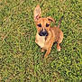 puppy, dog, grass, outdoor, pet, animal, cute, young, ears, brown, nature, field, looking_up, fur, canine, one_ear_up, one_ear_down, sitting, adorable, playful