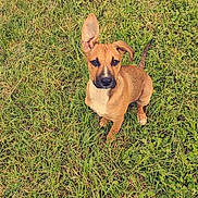 Hestya a rejoint le concours — aidez-le/la à gagner de superbes lots ! puppy, dog, grass, outdoor, pet, animal, cute, young, ears, brown, nature, field, looking_up, fur, canine, one_ear_up, one_ear_down, sitting, adorable, playful
