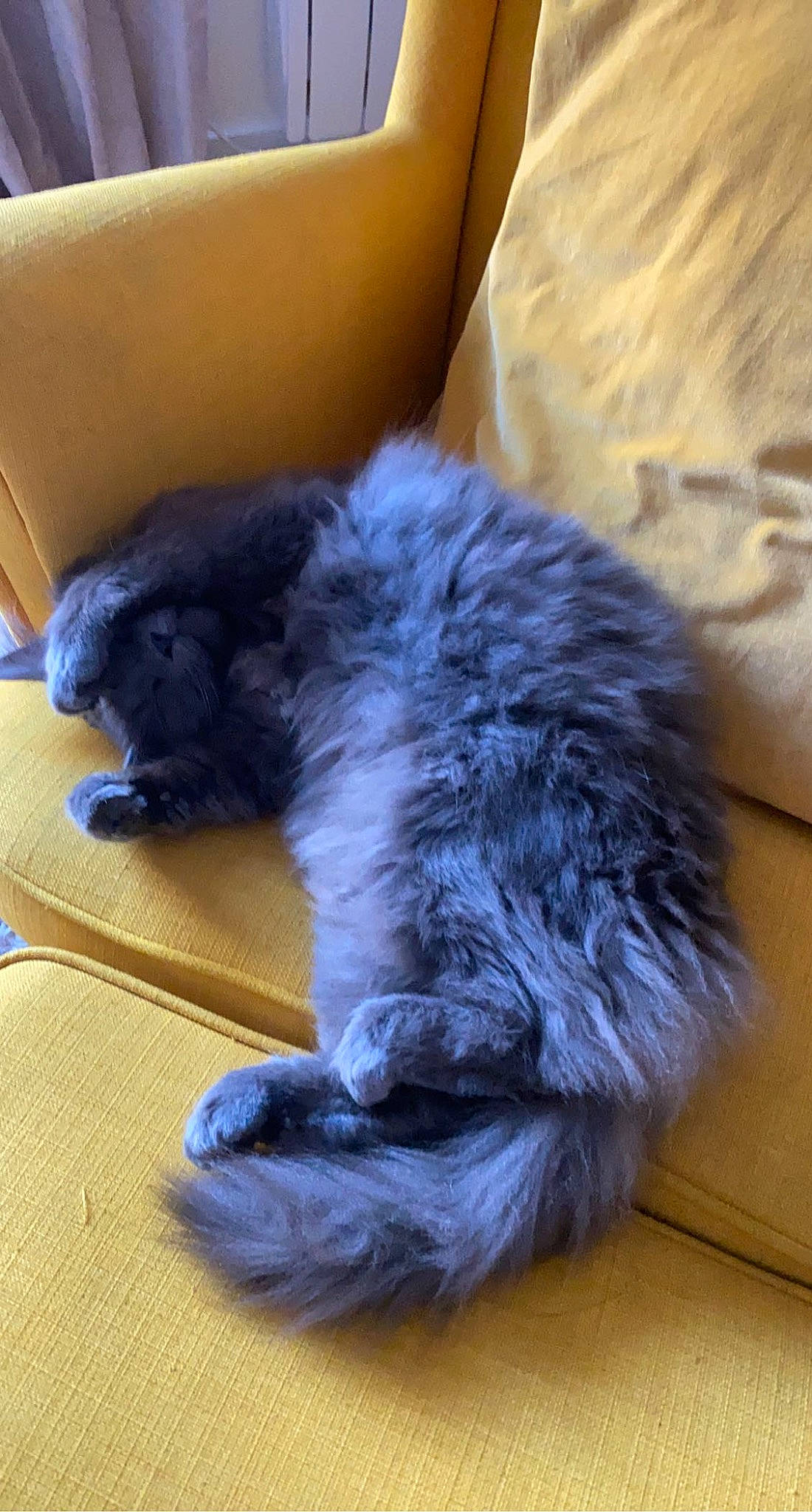 Sam a rejoint le concours — aidez-le/la à gagner de superbes lots ! black_cat, british_longhair, carnivore, cat, claw, comfort, companion_dog, dog_breed, domestic_short_haired_cat, electric_blue, felidae, flooring, fur, hardwood, nap, paw, small_to_medium_sized_cats, tail, whiskers, wool