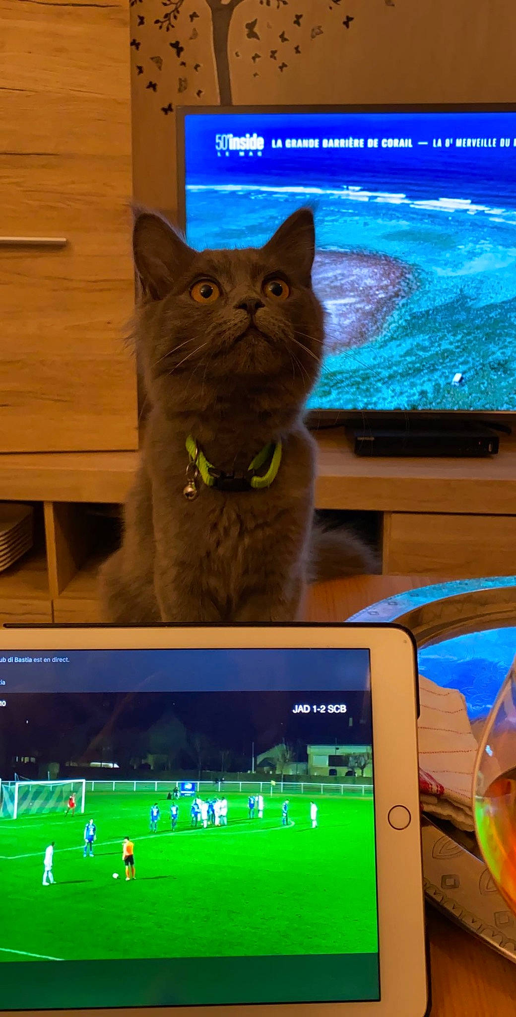 Sam participe au concours pour gagner de l'argent avec cette photo : blue, carnivore, cat, communication_device, computer, display_device, electronic_device, felidae, gadget, green, light, multimedia, operating_system, output_device, personal_computer, small_to_medium_sized_cats, technology, television_set, whiskers, wood