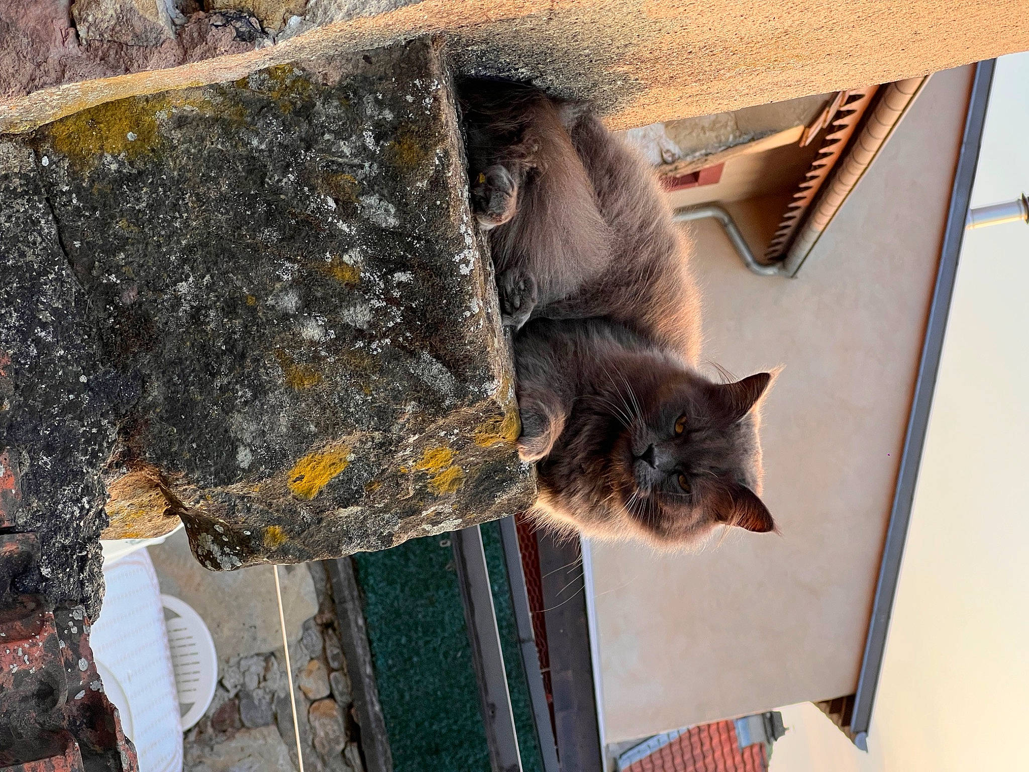 Sam participe au concours pour gagner de l'argent avec cette photo : carnivore, cat, domestic_short_haired_cat, felidae, fur, grey, natural_material, organism, small_to_medium_sized_cats, tail, whiskers, window, wood