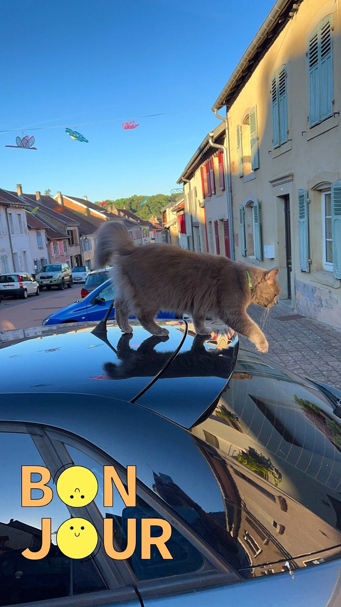 Sam a rejoint le concours — aidez-le/la à gagner de superbes lots ! art, asphalt, automotive_design, automotive_exterior, building, car, carnivore, cat, city, electric_blue, hood, motor_vehicle, road, road_surface, sky, vehicle, vehicle_door, window, windshield, wing