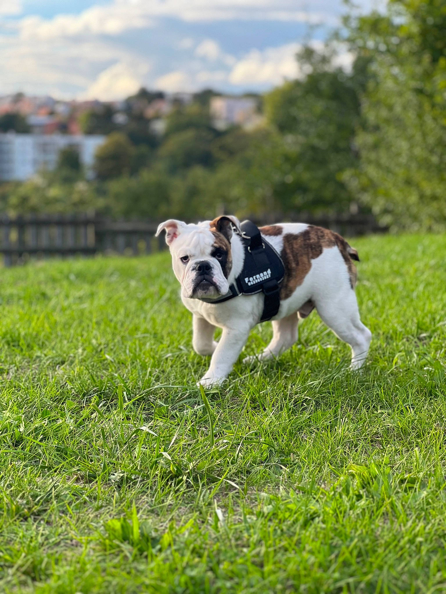 Fernand participe au concours pour gagner de l'argent avec cette photo : canidae, carnivore, cloud, collar, companion_dog, dog, dog_breed, fawn, field, grass, grassland, pasture, plant, sky, snout, tail, terrestrial_animal, tree, working_animal, working_dog