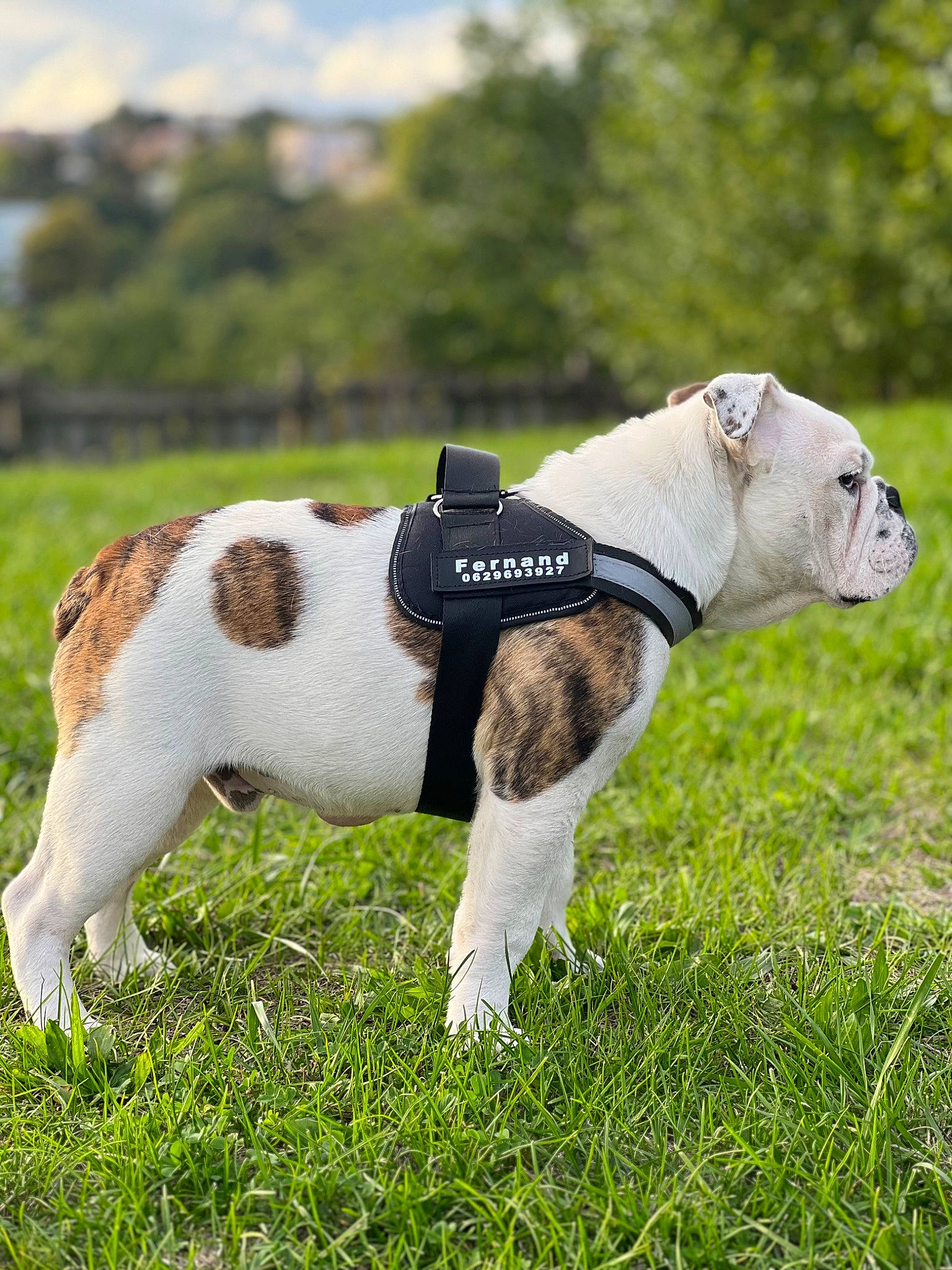Fernand a rejoint le concours — aidez-le/la à gagner de superbes lots ! bulldog, canidae, carnivore, collar, companion_dog, dog, dog_breed, dog_collar, dog_supply, fawn, grass, leash, mammal, pet_supply, snout, sporting_group, tail, terrestrial_animal, vertebrate, working_animal
