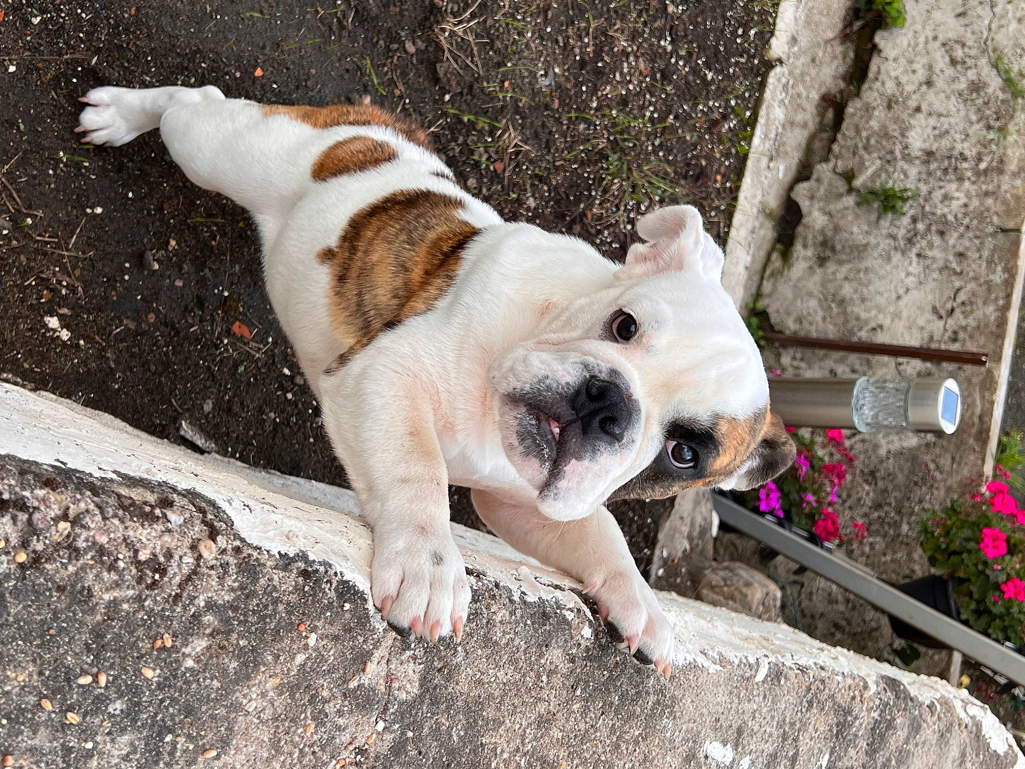 Fernand a rejoint le concours — aidez-le/la à gagner de superbes lots ! ancient_dog_breeds, bulldog, canidae, carnivore, collar, companion_dog, dog, dog_breed, fawn, flower, grass, molosser, non_sporting_group, plant, snout, sporting_group, tail, terrestrial_animal, working_animal, wrinkle