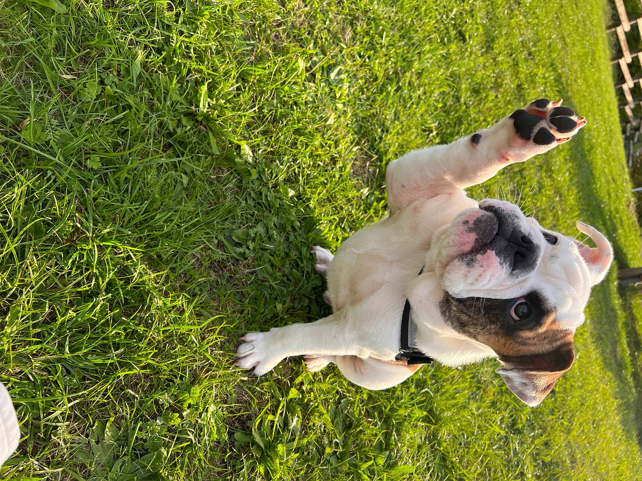Fernand participe au concours pour gagner de l'argent avec cette photo : bulldog, canidae, carnivore, collar, companion_dog, dog, dog_breed, dog_collar, fawn, grass, groundcover, molosser, plant, snout, sporting_group, tail, terrestrial_animal, working_animal, working_dog, wrinkle