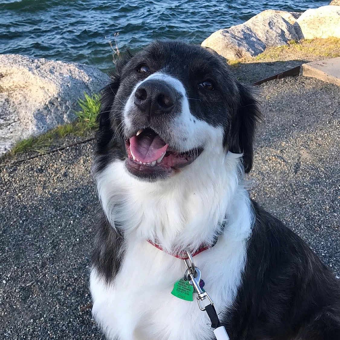 Tobbie joined the competition — help win amazing prizes! animal, black_and_white, canine, closeup, collar, dog, friendly, gravel, happy, leash, nature, outdoor, pet, portrait, rocks, sitting, smiling, sunlight, tags, water