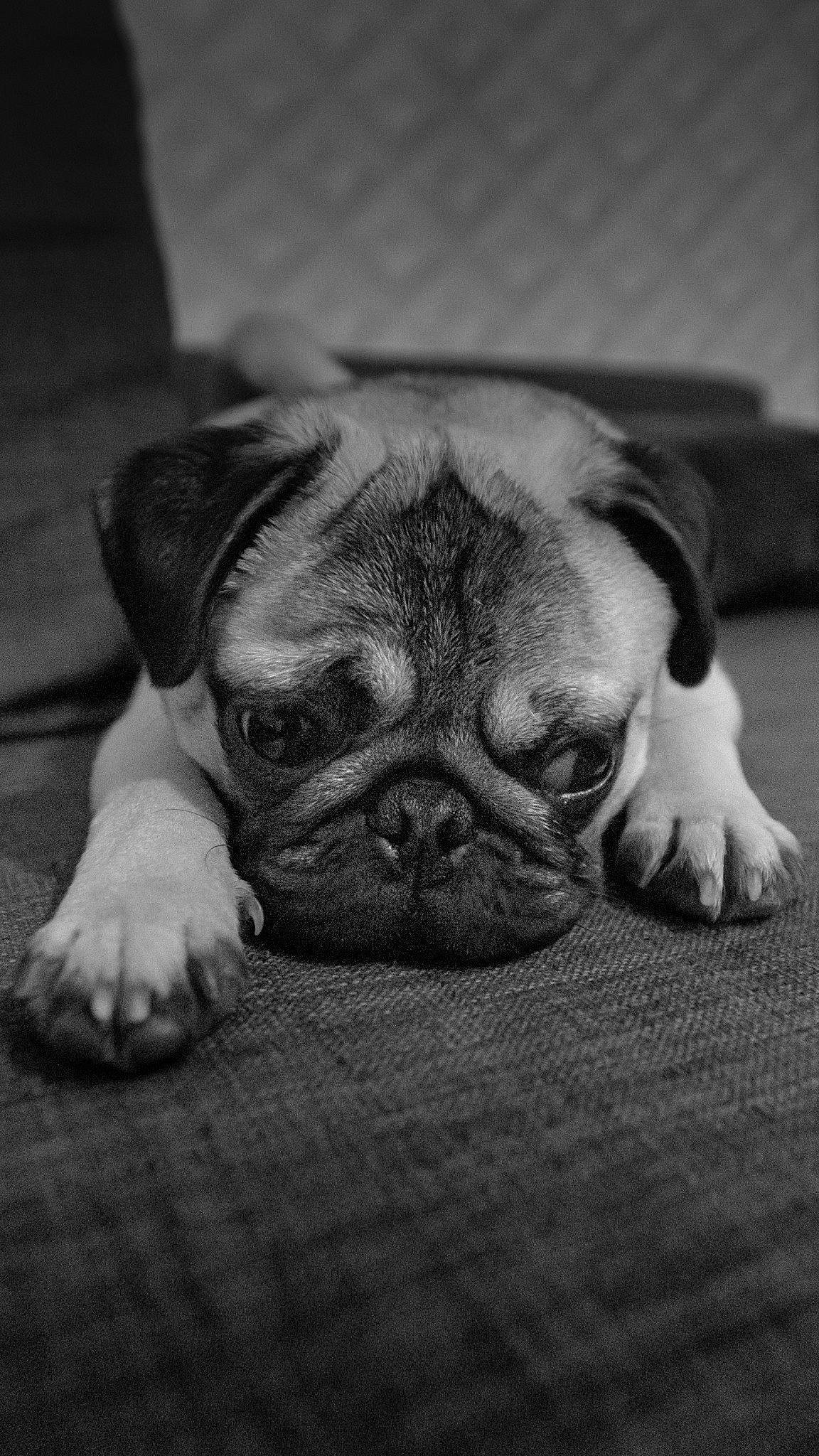 Marlo participe au concours pour gagner de l'argent avec cette photo : bulldog, carnivore, comfort, companion_dog, dog, dog_breed, ear, eye, fawn, grey, head, human_body, pug, snout, sporting_group, terrestrial_animal, toy_dog, whiskers, wood, wrinkle