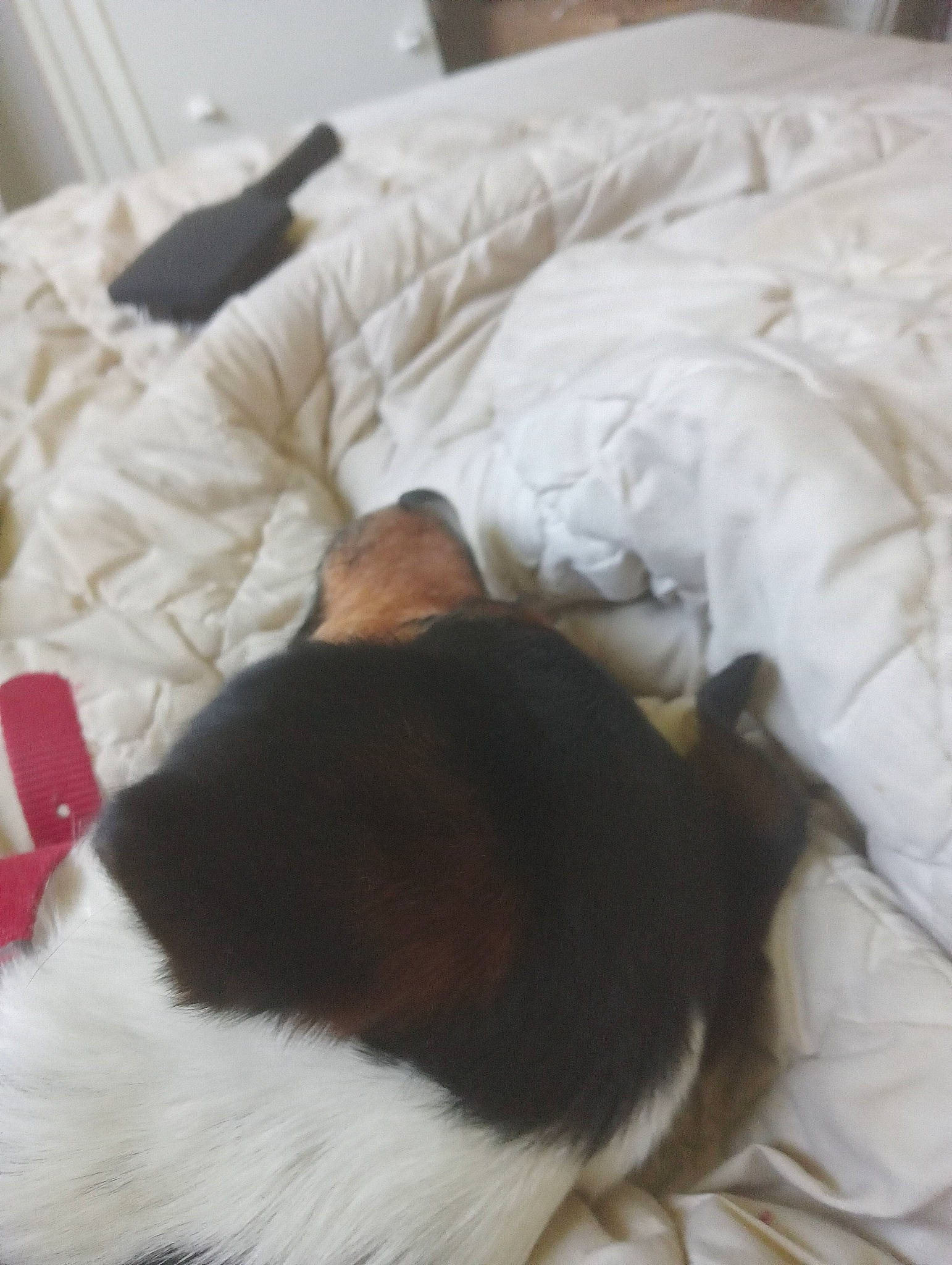 Jaya participe au concours pour gagner de l'argent avec cette photo : bedding, blanket, canidae, carnivore, comfort, companion_dog, dog, dog_breed, duvet, fawn, felidae, flooring, fur, linens, nap, sleep, small_to_medium_sized_cats, sporting_group, tail, whiskers