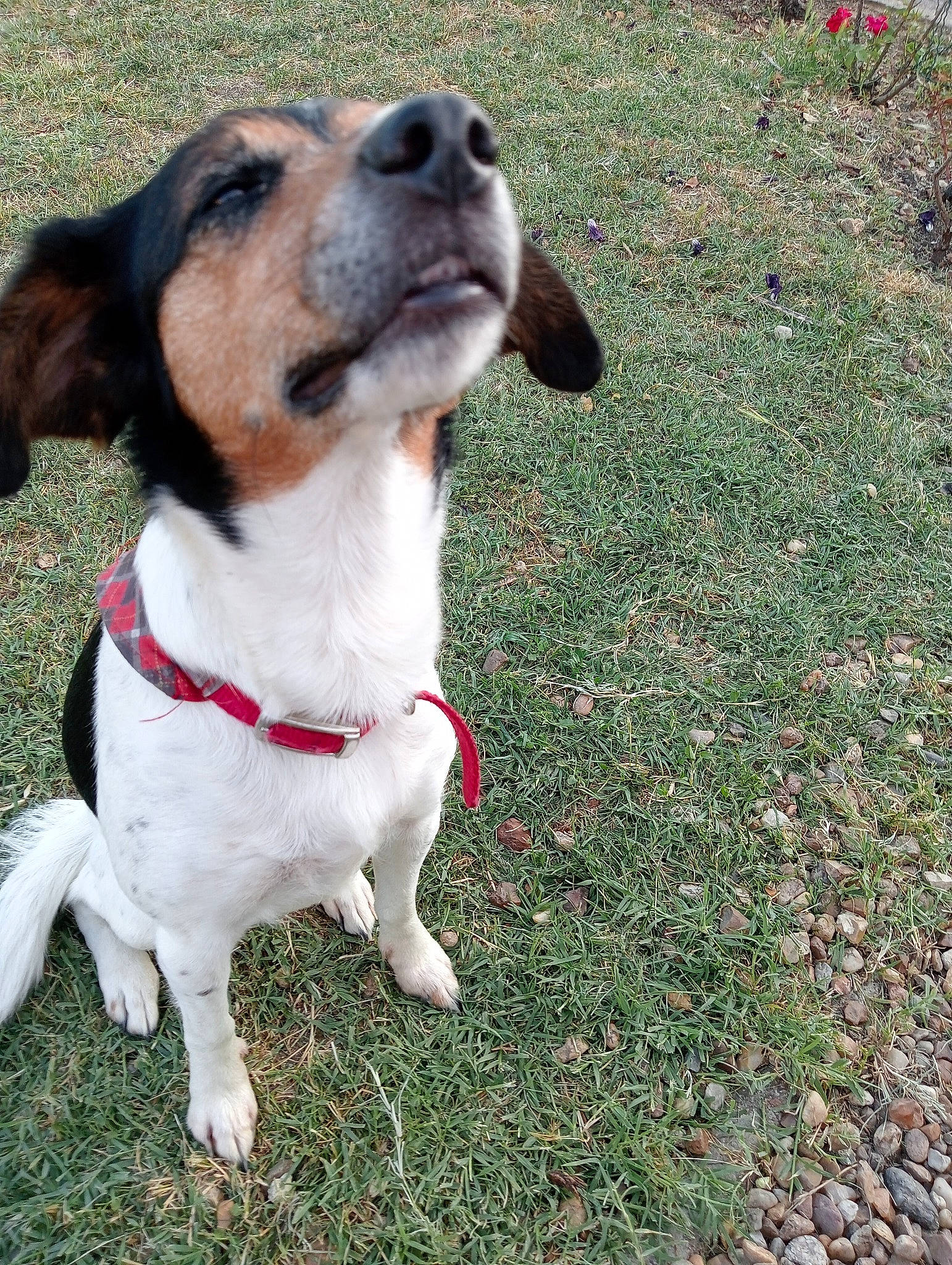 Jaya a rejoint le concours — aidez-le/la à gagner de superbes lots ! canidae, carnivore, collar, companion_dog, dog, dog_breed, dog_collar, dog_supply, fawn, grass, hound, hunting_dog, leash, pet_supply, plant, scent_hound, sporting_group, whiskers, working_animal, working_dog