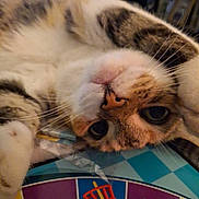 Cocoa is registered to the contest to win money with this photo: animal, board_game, cat, close_up, colorful, curious, cute, eyes, face, feline, fur, indoor, lying_down, nose, pet, playful, resting, soft_focus, tabby, whiskers