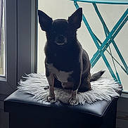 Kenzo participe au concours pour gagner de l'argent avec cette photo : dog, chihuahua, pet, window, silhouette, fur, ears, ottoman, rug, paws, sitting, indoor, backlight, shadow, furniture, table, teal, cozy, portrait, small_dog