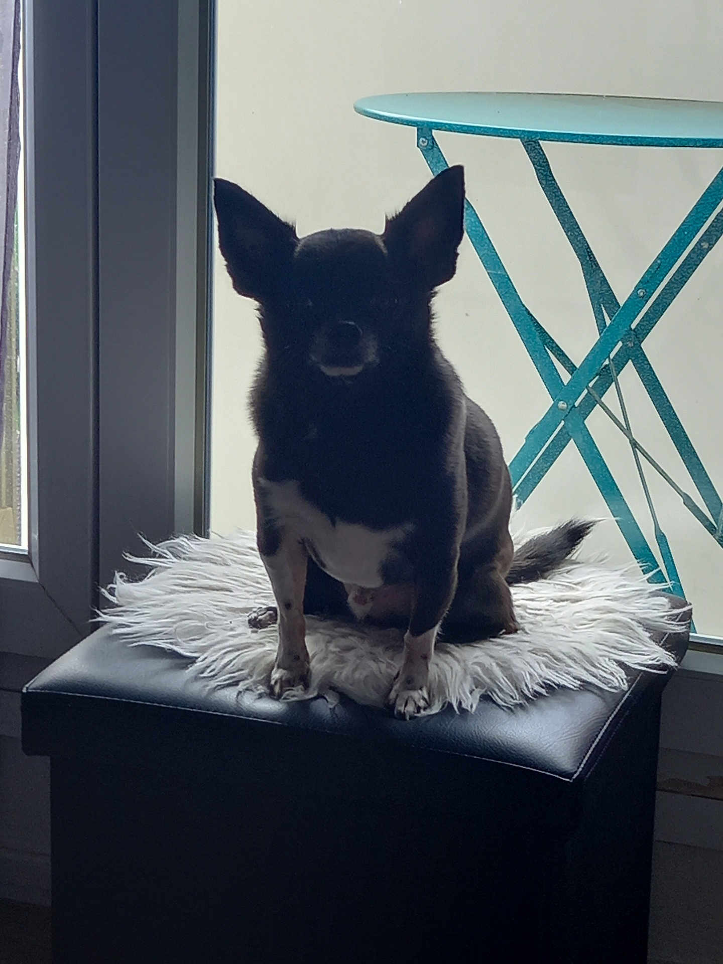 Kenzo participe au concours pour gagner de l'argent avec cette photo : dog, chihuahua, pet, window, silhouette, fur, ears, ottoman, rug, paws, sitting, indoor, backlight, shadow, furniture, table, teal, cozy, portrait, small_dog