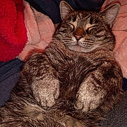 Sweet Pea The Shy joined the competition — help win amazing prizes! cat, tabby, sleeping, cozy, paws, fur, pet, relaxed, cute, animal, indoor, blanket, soft, resting, whiskers, closeup, comfort, nap, mammal, adorable