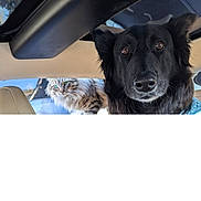 Remington joined the competition — help win amazing prizes! dog, cat, car, window, animal, pet, black_dog, tabby_cat, curious, furry, inside, outside, looking, closeup, companion, domestic, vehicle, sunlight, portrait, friendly