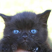 Luna is registered to the contest to win money with this photo: kitten, black_cat, blue_eyes, close_up, fur, paw, whiskers, pet, animal, cute, young, portrait, outdoor, nature, feline, small, face, mammal, looking_at_camera, soft