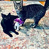 animal, black_cat, cat, colorful_rug, curious, cute, domestic_cat, feline, floor, gray_cat, home, indoor, living_room, pet, playful, purple_mane, relaxed, rug, striped_cat, toy_unicorn