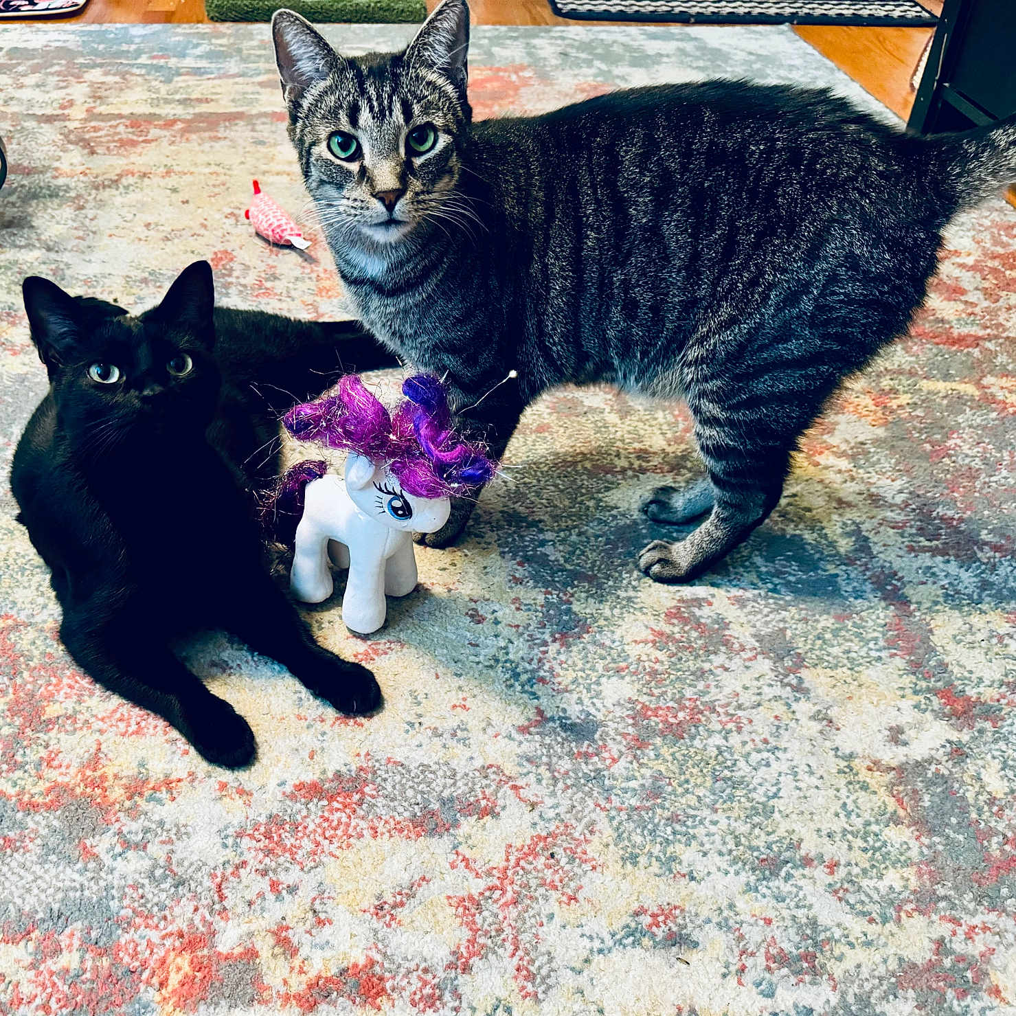 Viktor And Stormy is registered to the contest to win money with this photo: animal, black_cat, cat, colorful_rug, curious, cute, domestic_cat, feline, floor, gray_cat, home, indoor, living_room, pet, playful, purple_mane, relaxed, rug, striped_cat, toy_unicorn