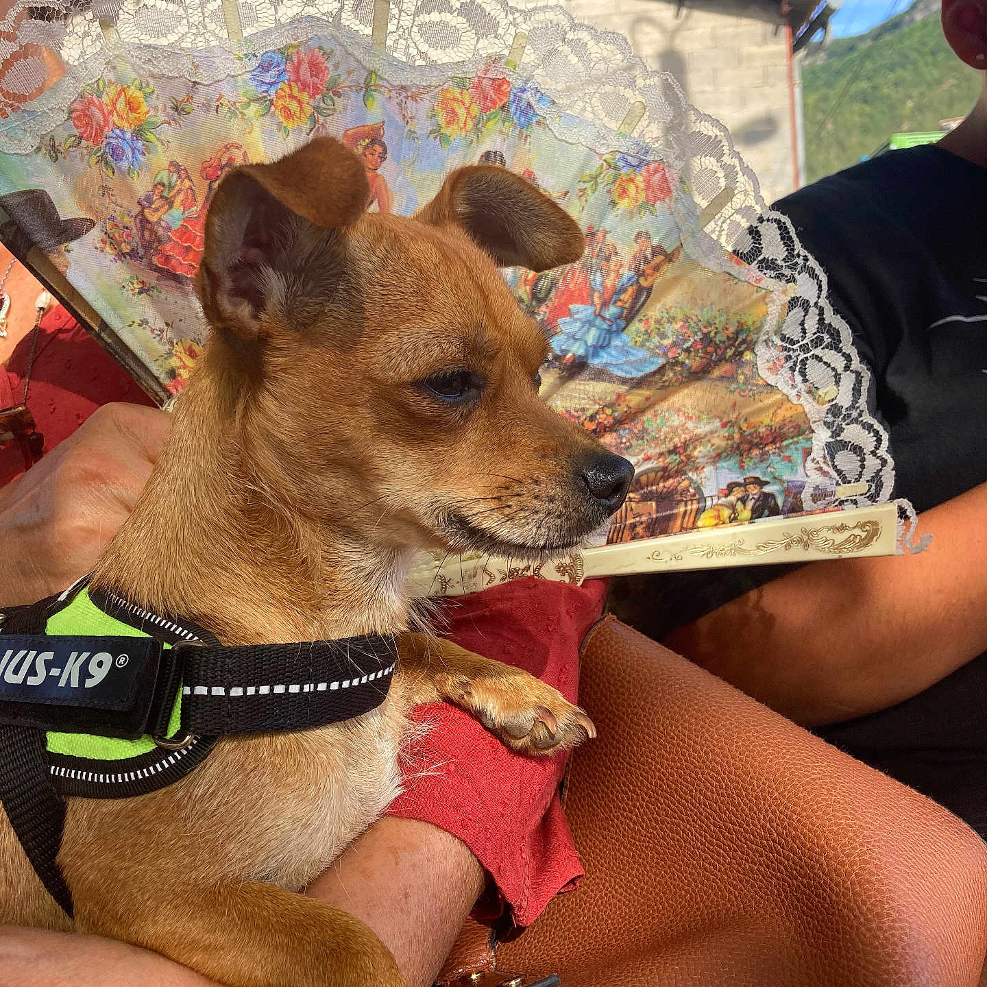 Peaky a rejoint le concours — aidez-le/la à gagner de superbes lots ! accessories, adult, animal, canine, chihuahua, clothing, dog, face, female, furniture, glasses, head, hound, person, pet, photography, portrait, puppy, t_shirt, woman