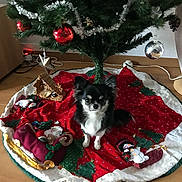 Sydney participe au concours pour gagner de l'argent avec cette photo : dog, christmas_tree, christmas_tree_skirt, holiday_decorations, ornaments, red, green, black_and_white, small_dog, indoor, floor, festive, cute, pet, sitting, holiday, celebration, decor, pine_tree, wooden_floor