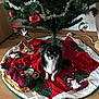dog, christmas_tree, christmas_tree_skirt, holiday_decorations, ornaments, red, green, black_and_white, small_dog, indoor, floor, festive, cute, pet, sitting, holiday, celebration, decor, pine_tree, wooden_floor