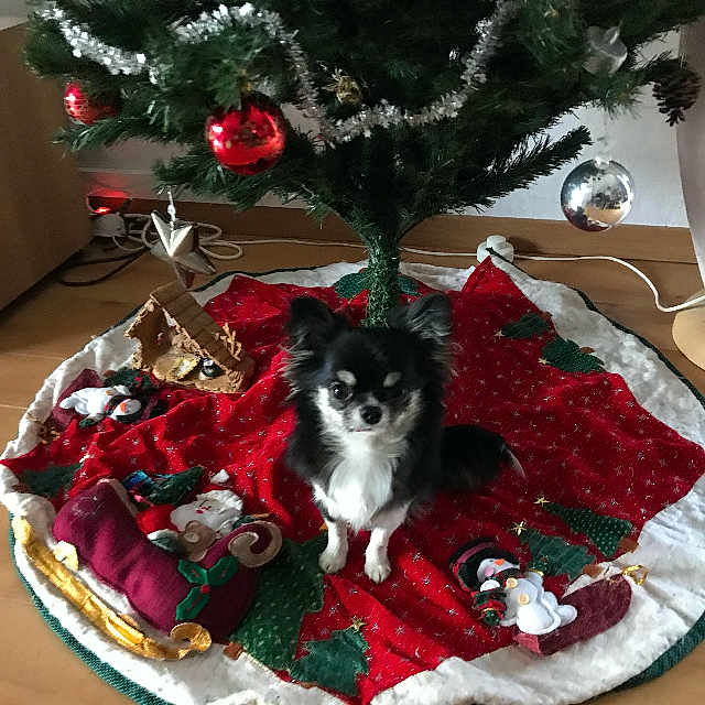 Sydney participe au concours pour gagner de l'argent avec cette photo : black_and_white, celebration, christmas_tree, christmas_tree_skirt, cute, decor, dog, festive, floor, green, holiday, holiday_decorations, indoor, ornaments, pet, pine_tree, red, sitting, small_dog, wooden_floor