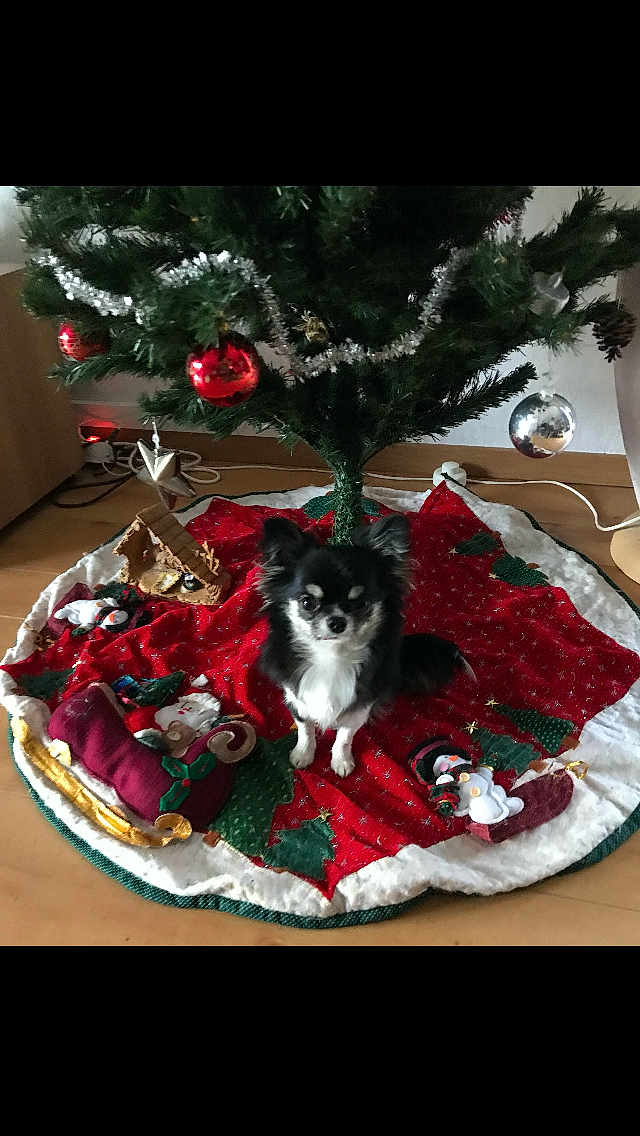 Sydney participe au concours pour gagner de l'argent avec cette photo : dog, christmas_tree, christmas_tree_skirt, holiday_decorations, ornaments, red, green, black_and_white, small_dog, indoor, floor, festive, cute, pet, sitting, holiday, celebration, decor, pine_tree, wooden_floor