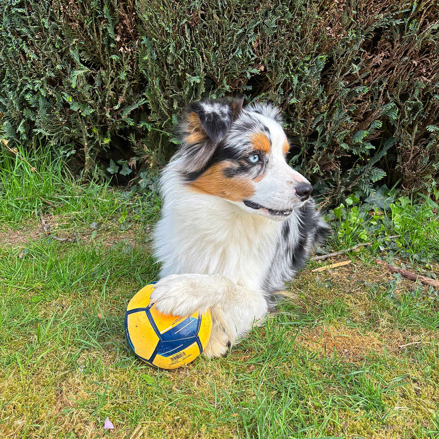 Athena participe au concours pour gagner de l'argent avec cette photo : accessories, animal, ball, canine, cockerspaniel, collie, dog, football, grass, lawn, pet, plant, puppy, soccer, soccerball, sphere, sport, tennis, tennisball, terrier