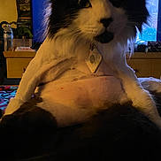 Grimalkin is registered to the contest to win money with this photo: accessories, animal, architecture, building, canine, cat, chair, collar, couch, dog, electronics, furniture, indoors, kitten, livingroom, manx, pet, room, screen, wood