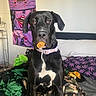 Malayah is registered to the contest to win money with this photo: dog, black_dog, pet, bed, blanket, white_chest_patch, indoor, collar, treat, poster, purple, plant_pattern, camouflage, furniture, wall, resting, animal, canine, cute, expression