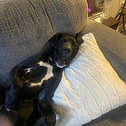 Malayah is registered to the contest to win money with this photo: dog, black_dog, white_patch, couch, pillow, living_room, relaxed, pet, indoor, furniture, cozy, resting, canine, companion, home, cute, animal, laying_down, domestic, comfortable