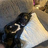 dog, black_dog, white_patch, couch, pillow, living_room, relaxed, pet, indoor, furniture, cozy, resting, canine, companion, home, cute, animal, laying_down, domestic, comfortable
