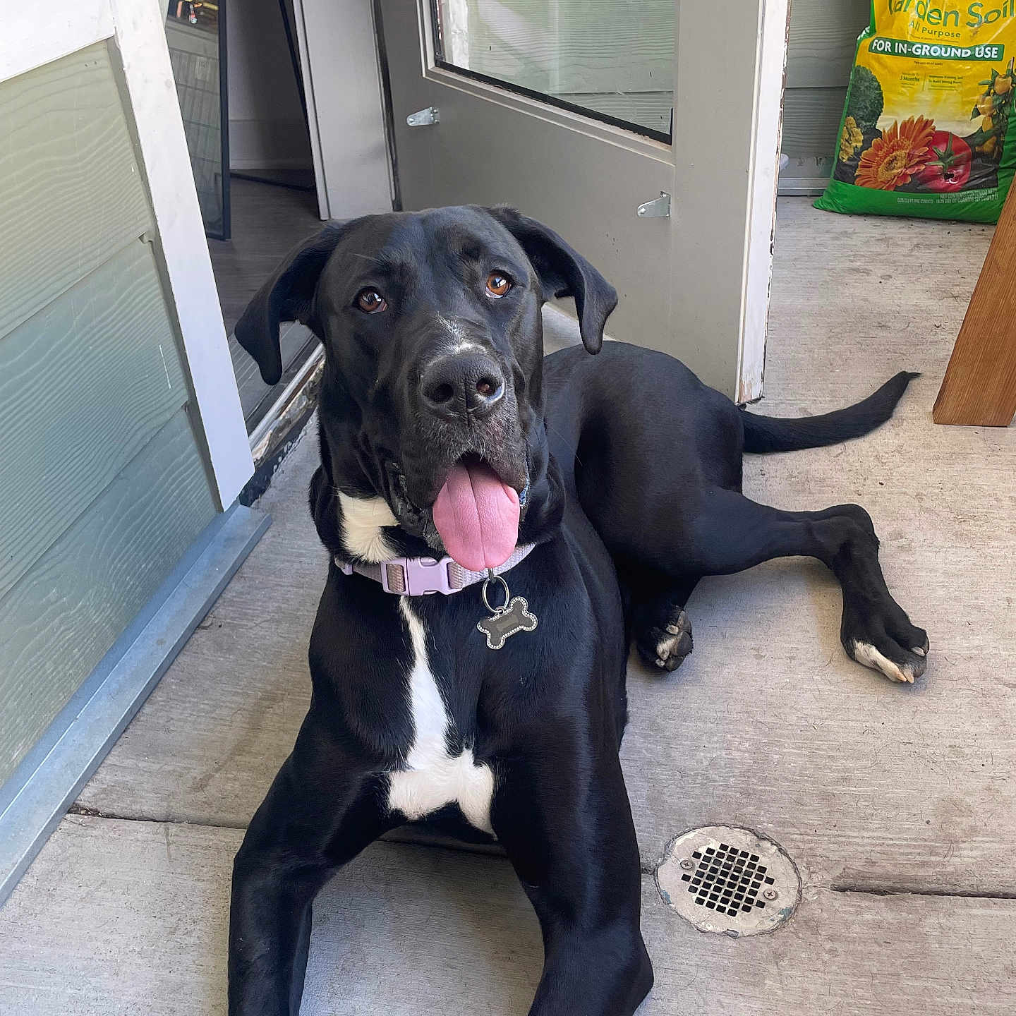 Malayah joined the competition — help win amazing prizes! dog, black_dog, pet, animal, tongue_out, collar, porch, concrete, door, open_door, garden_soil, bag, floor, domestic_animal, canine, house, relaxed, laying_down, outdoor, daylight