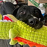 black_dog, dog, plush_toy, green_toy, orange_toy, couch, indoor, mirror, cardboard_box, pet, playful, animal, furniture, living_room, toy, canine, looking_up, floor, household, domestic_animal