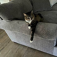 Hazel is registered to the contest to win money with this photo: cat, tabby_cat, white_paws, couch, gray_couch, armrest, living_room, wooden_floor, flooring, kitchen_counter, indoor, pet, feline, relaxed, curious, furniture, home_interior, cozy, domestic_animal, resting