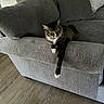 cat, tabby_cat, white_paws, couch, gray_couch, armrest, living_room, wooden_floor, flooring, kitchen_counter, indoor, pet, feline, relaxed, curious, furniture, home_interior, cozy, domestic_animal, resting
