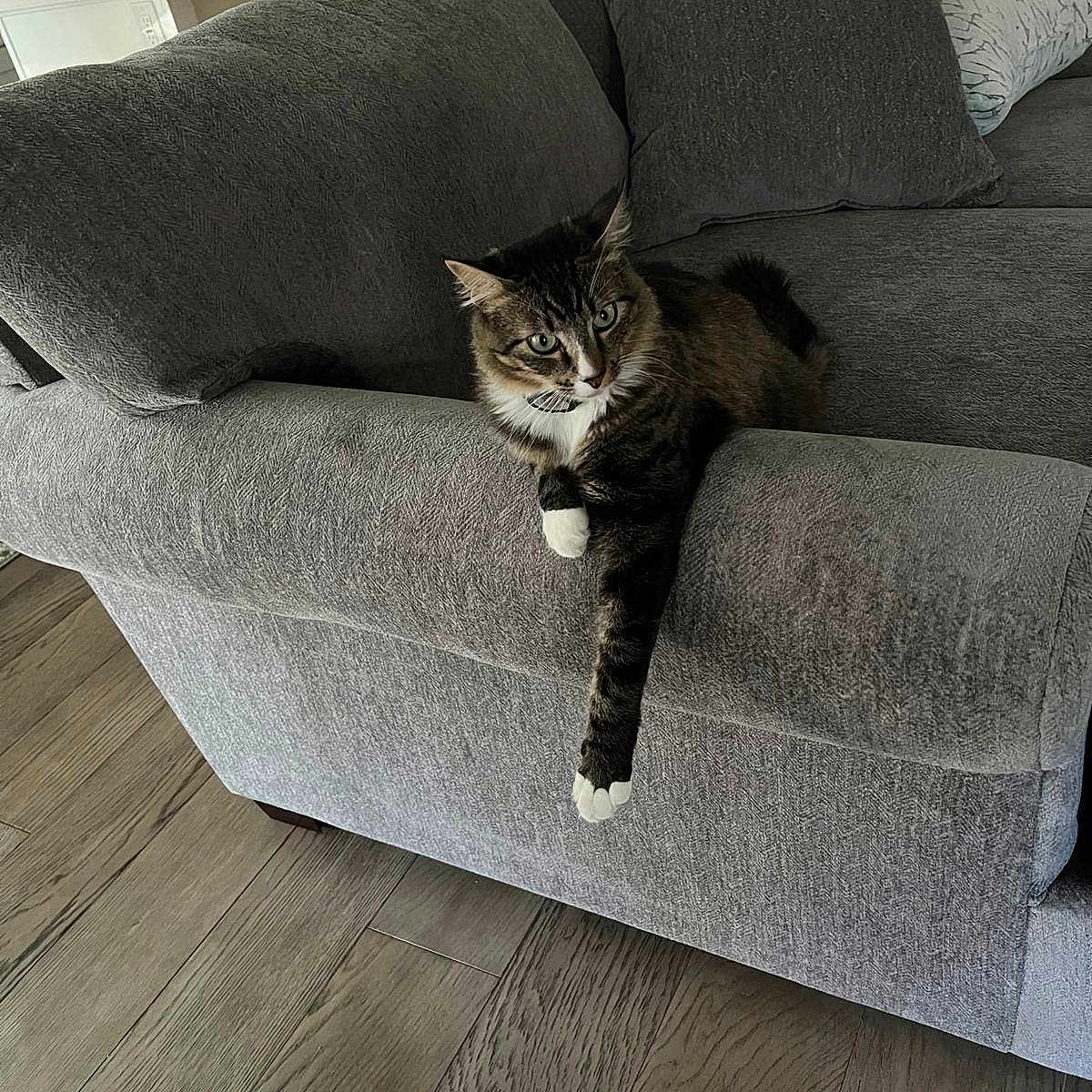 Hazel