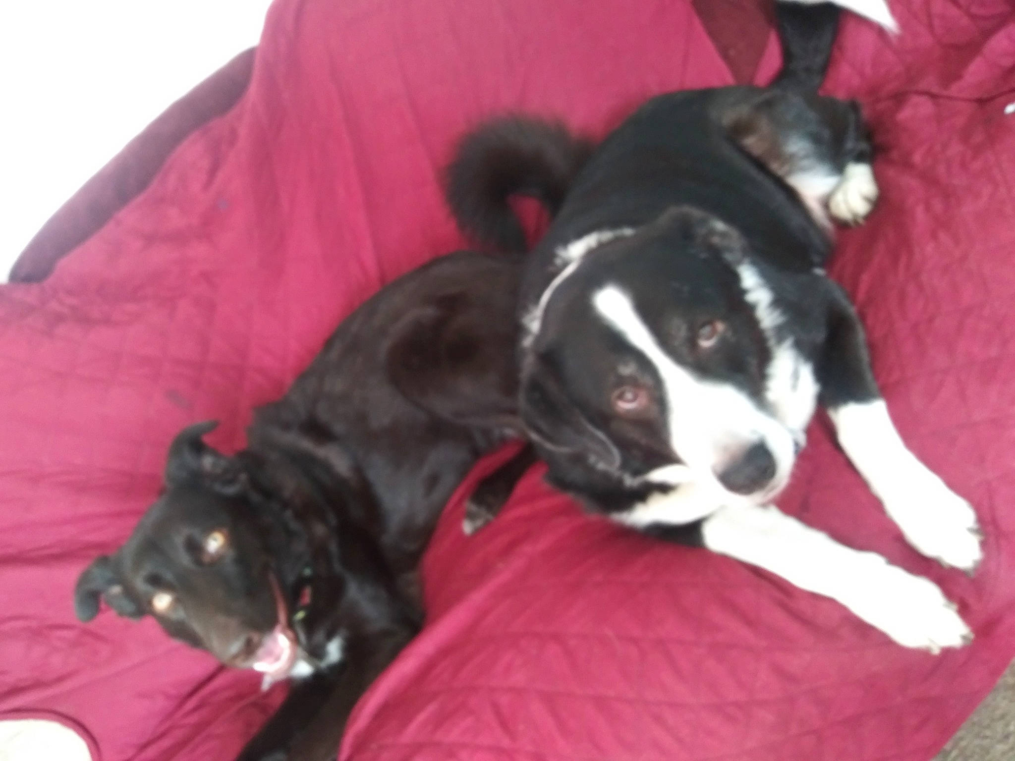 Odie is registered to the contest to win money with this photo: american_pit_bull_terrier, american_staffordshire_terrier, borador, canidae, carnivore, companion_dog, dog, dog_breed, mammal, mcnab, non_sporting_group, puppy, sporting_group, tail, vertebrate, whiskers