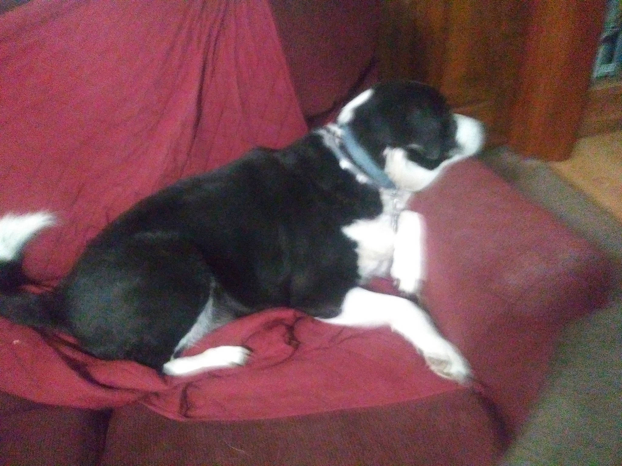 Odie joined the competition — help win amazing prizes! border_collie, canidae, carnivore, companion_dog, dog, dog_breed, karelian_bear_dog, mammal, non_sporting_group, puppy, sporting_group, tail, vertebrate