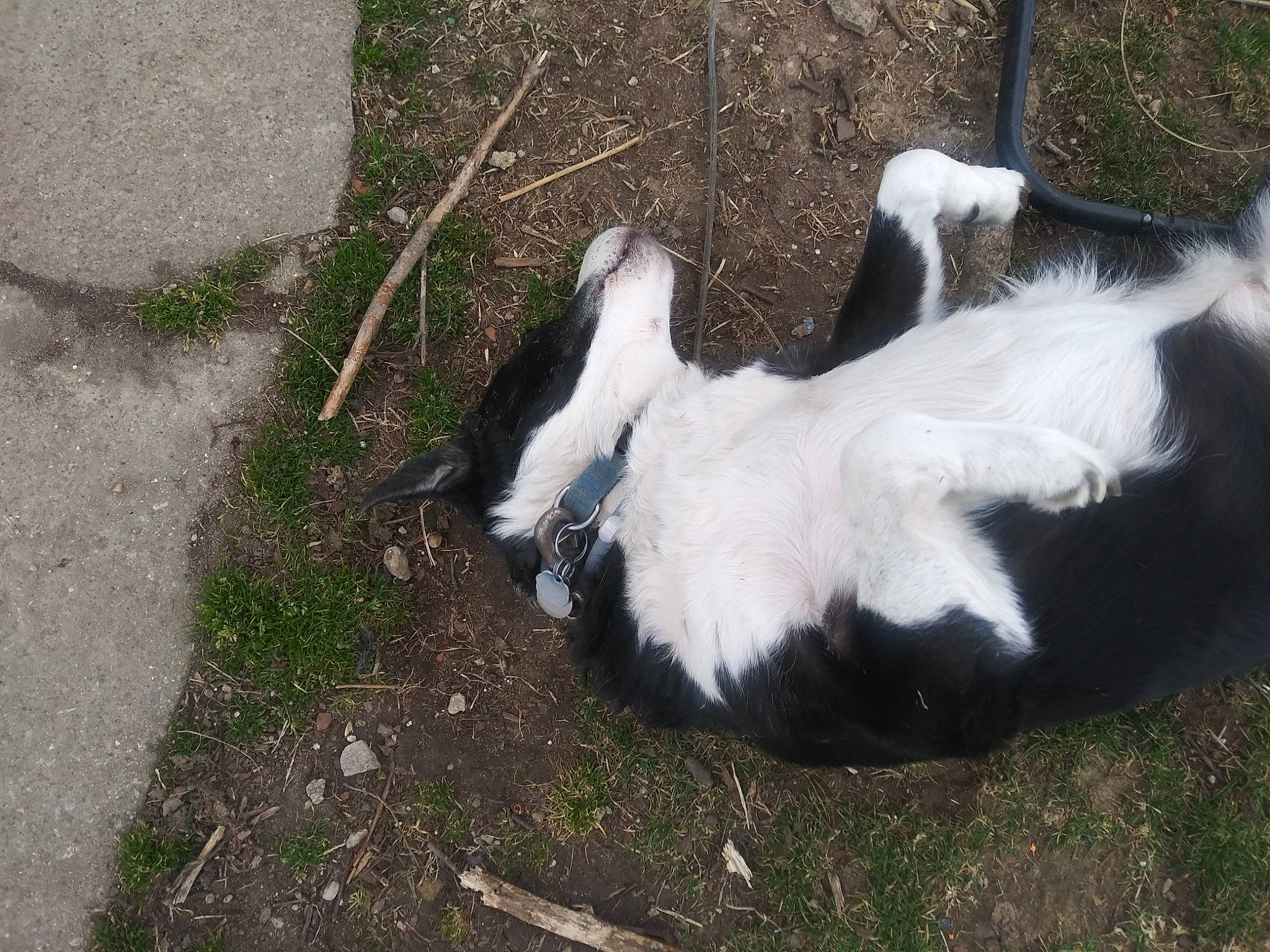 Odie is registered to the contest to win money with this photo: canidae, carnivore, dog, dog_breed, landseer, sporting_group, stabyhoun, tail, tornjak