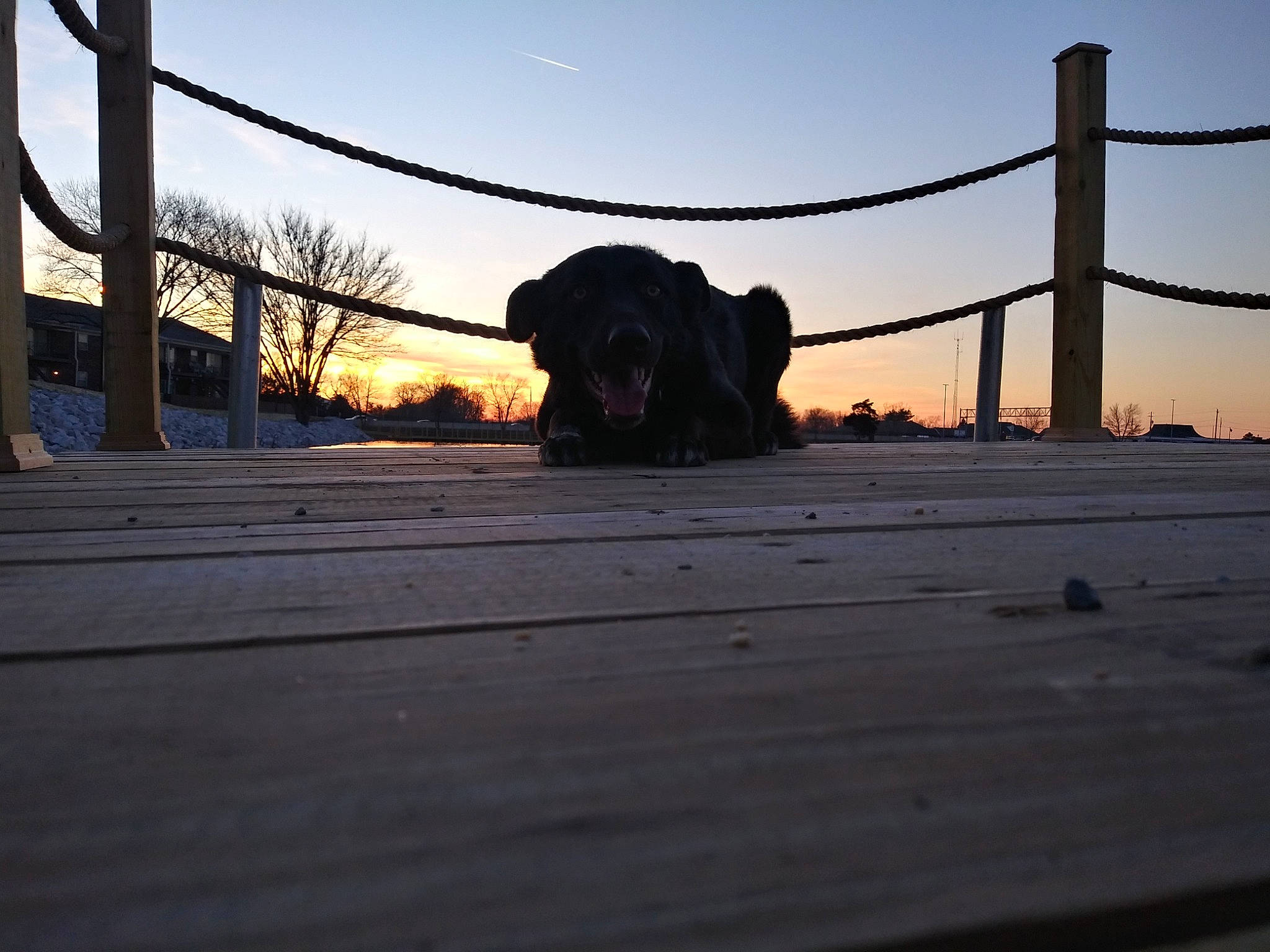 Watts joined the competition — help win amazing prizes! canidae, cloud, evening, metal, meteorological_phenomenon, morning, ocean, sky, snow, sporting_group, sunset, tree, winter, wood