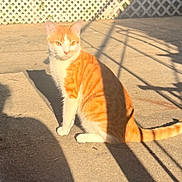 Tiger joined the competition — help win amazing prizes! cat, orange_cat, white_cat, sitting, shadow, sunlight, concrete, outdoor, fence, lattice, pet, animal, feline, daylight, sunny, looking_away, tail, ears, whiskers, mammal