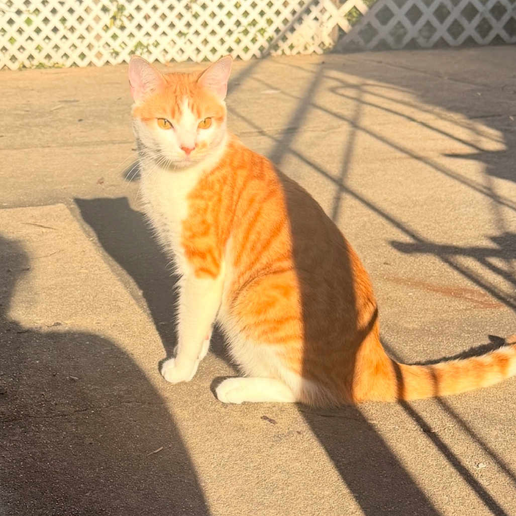 Tiger joined the competition — help win amazing prizes! animal, cat, concrete, daylight, ears, feline, fence, lattice, looking_away, mammal, orange_cat, outdoor, pet, shadow, sitting, sunlight, sunny, tail, whiskers, white_cat