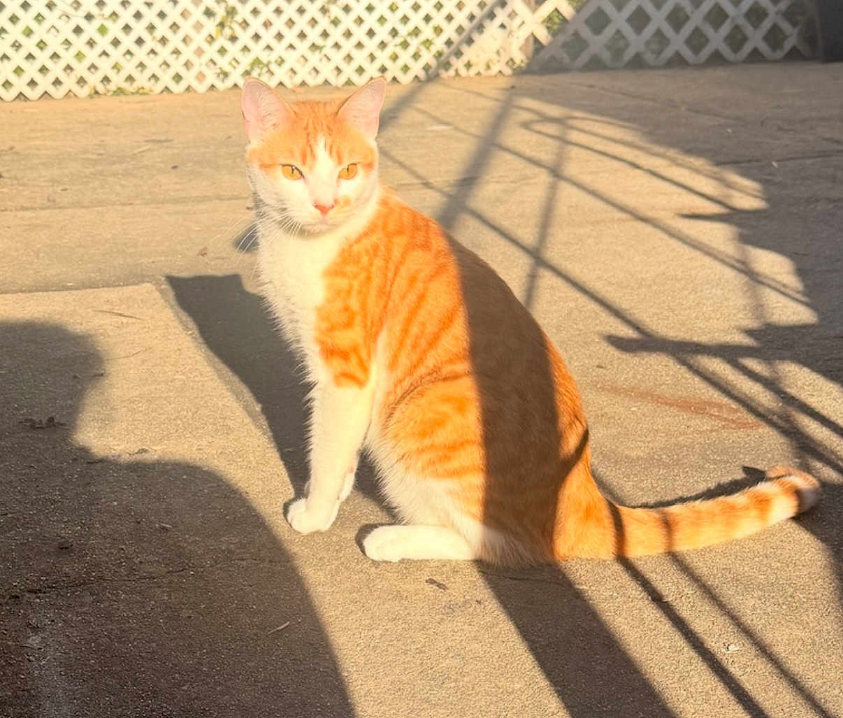 Tiger joined the competition — help win amazing prizes! cat, orange_cat, white_cat, sitting, shadow, sunlight, concrete, outdoor, fence, lattice, pet, animal, feline, daylight, sunny, looking_away, tail, ears, whiskers, mammal