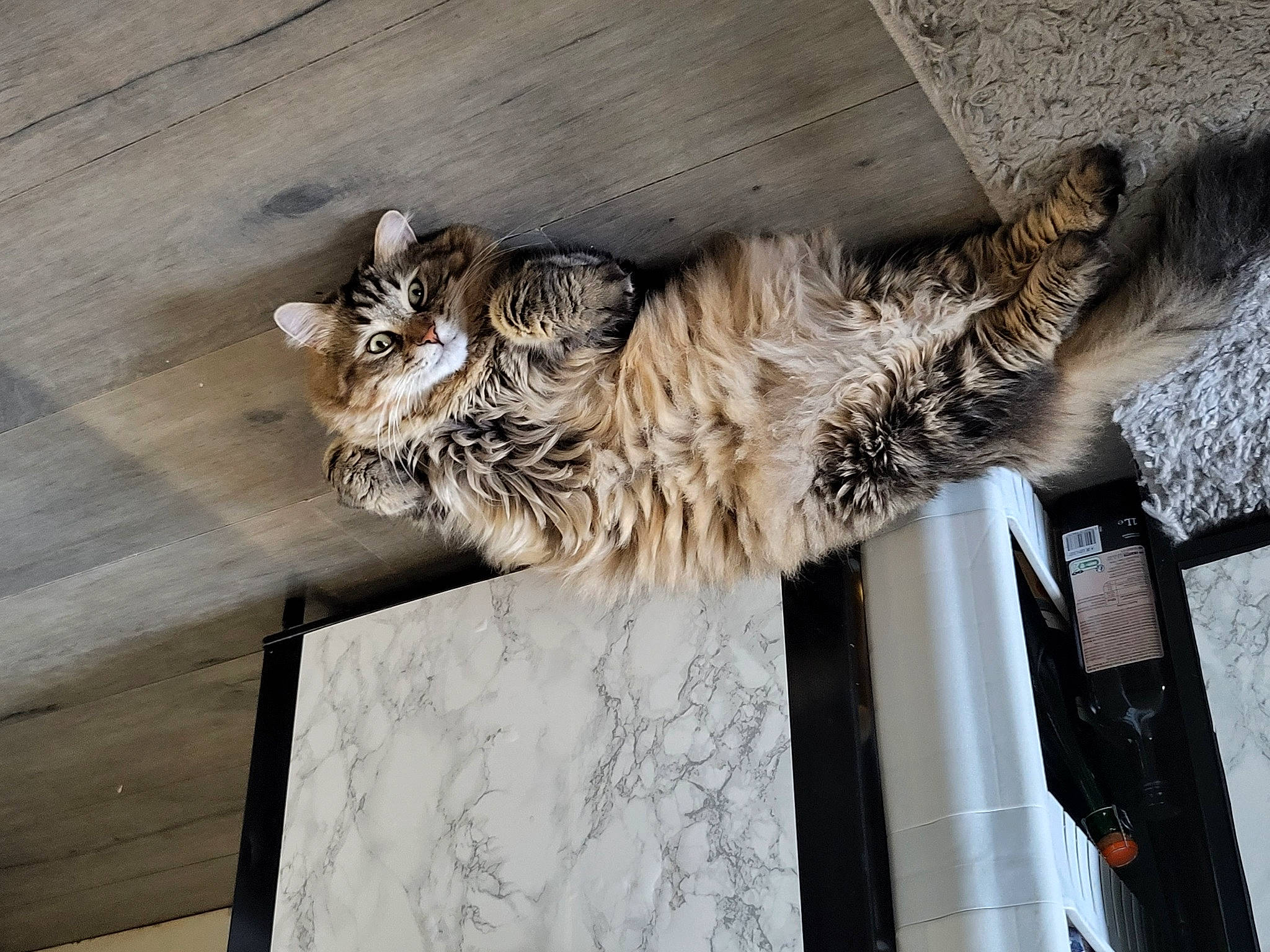 Choupi a rejoint le concours — aidez-le/la à gagner de superbes lots ! art, big_cats, carnivore, cat, claw, domestic_short_haired_cat, fawn, felidae, fur, hardwood, paw, small_to_medium_sized_cats, snout, sporting_group, tail, terrestrial_animal, tree, trunk, whiskers, wood