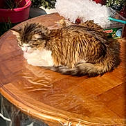 Belle participe au concours pour gagner de l'argent avec cette photo : cat, table, wooden_table, plastic_cover, potted_plant, feather_duster, sunlight, indoor, pet, fur, sleeping, cozy, relaxing, home, plant_pot, brown, white, fluffy, animal, domestic