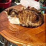 cat, table, wooden_table, plastic_cover, potted_plant, feather_duster, sunlight, indoor, pet, fur, sleeping, cozy, relaxing, home, plant_pot, brown, white, fluffy, animal, domestic