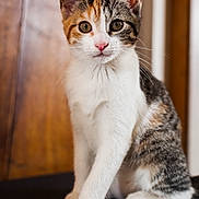 Chouquette a rejoint le concours — aidez-le/la à gagner de superbes lots ! animal, calico, cat, closeup, curious, cute, domestic, ears, eyes, feline, fur, indoor, kitten, pet, portrait, sitting, soft, whiskers, wooden_background, young